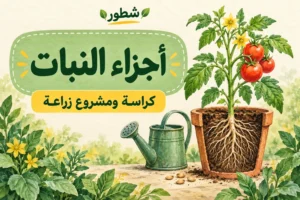 كراسة أجزاء النبات للأطفال PDF مع مشروع زراعة